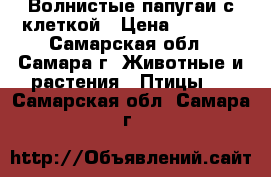 Волнистые папугаи с клеткой › Цена ­ 2 000 - Самарская обл., Самара г. Животные и растения » Птицы   . Самарская обл.,Самара г.